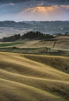 Images Dated 12th June 2012: Rolling hills, cornfields at dusk, Villamagna, Tuscany, Italy, Europe