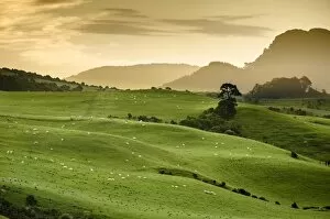 Evening Light Gallery: Rolling hills, sheep pastures, Catlins, South Island, New Zealand
