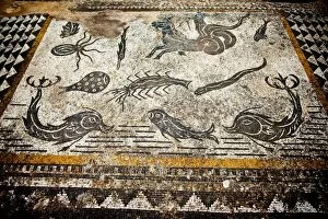 Images Dated 4th June 2009: Roman mosaics at Volubilis