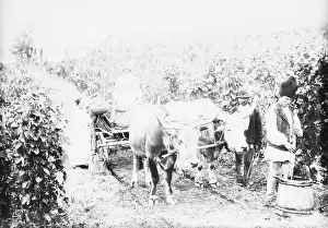 Romanian Farmers Harvesting Grapes for Wine