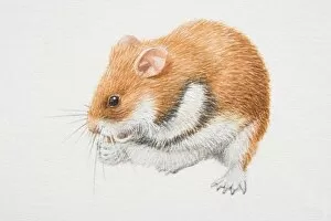 Images Dated 14th July 2006: Romanian Hamster (mesocricetus newtoni) feeding, side view