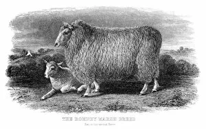Images Dated 4th May 2017: The Romney sheep engraving 1878