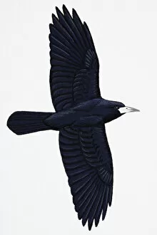 Images Dated 28th February 2007: Rook (Corvus frugilegus), adult