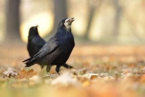Rook -Corvus frugilegus- with a hazelnut in its beak, on autumn leaves, Leipzig, Saxony, Germany