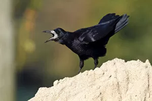 Images Dated 29th September 2011: Rook -Corvus frugilegus-, standing on a sandy mount, calling, Baltic island of Fehmarn