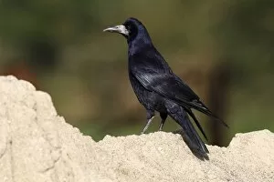 Images Dated 29th September 2011: Rook -Corvus frugilegus-, standing on a sandy mount, Baltic island of Fehmarn, East Holstein