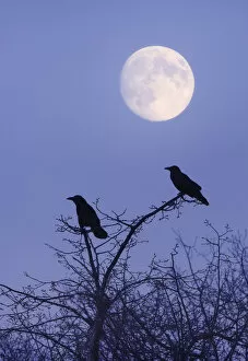 Images Dated 1st April 2011: Rooks -Corvus frugilegus- with moon, composing