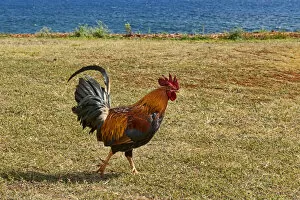 Images Dated 6th March 2013: Rooster at the beach, Kauai, Hawaii, United States