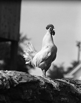 Rooster crowing