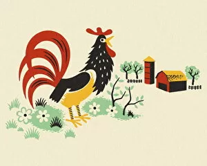 Images Dated 26th September 2012: Rooster on a Farm