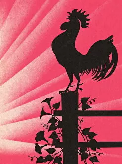 Images Dated 16th November 2012: Rooster at Sunrise