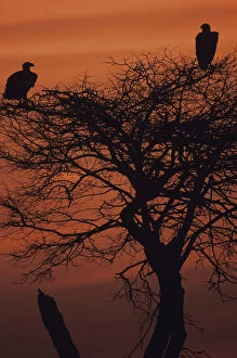 Images Dated 13th February 2006: Roosting vultures silhouetted at sunset, Serengeti National Park, Tanzania