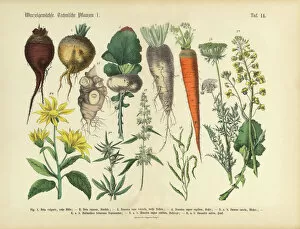 Images Dated 10th March 2016: Root Crops and Vegetables, Victorian Botanical Illustration