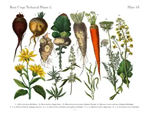 Vegetable Prints: Root Crops and Vegetables, Victorian Botanical Illustration