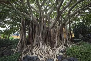 Harry Laub Travel Photography Collection: Roots, Ficus socotrana (Ficus socotrana), botanical garden, Jardin Botanico Canario
