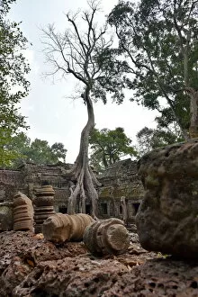 Intertwined Collection: Roots of trees Ta Prohm temple Angkor Cambodia