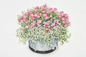 Rosa Flower Carpet, bushy plant with cerise-pink flowers in round container