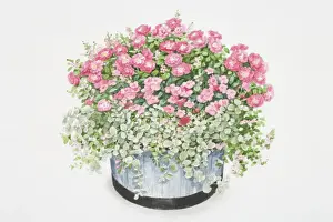 Containers Prints: Rosa Flower Carpet, bushy plant with cerise-pink flowers in round container