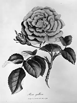 Portrait Plants Prints: Rosa Gallica
