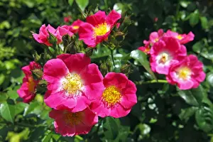 Variety Prints: Rose, American Pillar variety (Rosa cultivar American Pillar)