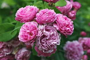 Images Dated 30th June 2010: Rose, Bourbon rose variety Louise Odier (Rosa x borboniana cultivar Louise Odier)