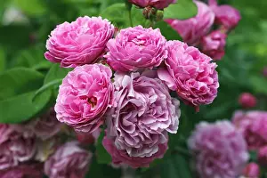 Rose, Bourbon rose variety Louise Odier (Rosa x borboniana cultivar Louise Odier), historical old rose variety from 1851 with highly fragrant flowers
