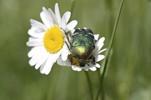Images Dated 29th May 2010: Rose chafer -Cetonia aurata- on a daisy -Leucanthemum vulgare-