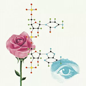 Flower Head Gallery: Rose and Eye