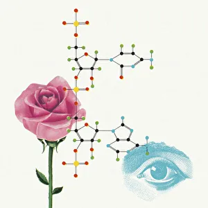 Flower Head Gallery: Rose and Eye