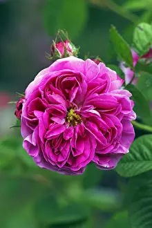 Cultivar Prints: Rose, Gallica rose variety Duc de Fitzjames