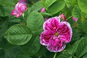 Type Prints: Rose, Gallica rose variety Duc de Fitzjames
