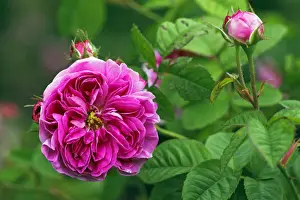Cultivar Prints: Rose, Gallica rose variety Duc de Fitzjames