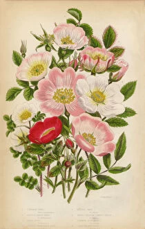 The Flowering Plants and Ferns of Great Britain Collection: Rose, Heirloom Rose and Rose Bush, Victorian Botanical Illustration
