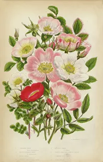 Rose, Heirloom Rose and Rose Bush, Victorian Botanical Illustration