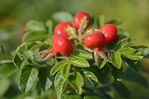 Images Dated 4th October 2014: Rose hips of the Rugosa Rose -Rosa rugosa-