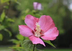 Images Dated 3rd September 2014: Rose mallow -Hibiscus syriacus-, NRW, Germany
