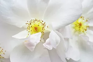 Blooming Gallery: Rose Margaret Merril, white floribunda rose, detail of blossoms
