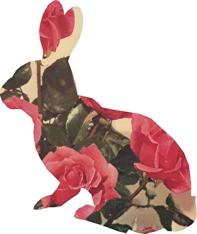 Images Dated 21st April 2015: Rose rabbit