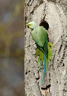 Rose-ringed Parakeet or Ring-necked Parakeet -Psittacula krameri- perched outside its tree hole in the palace park