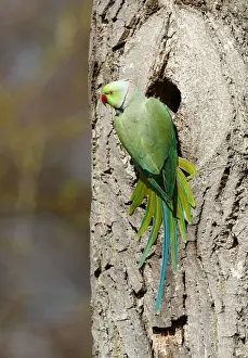 Nesting Site Prints: Rose-ringed Parakeet or Ring-necked Parakeet -Psittacula krameri- perched outside its tree hole in the palace park