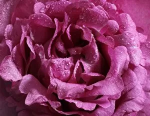 Rose -Rosa- covered with beads of dew