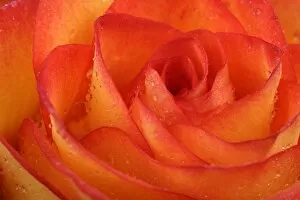 Rose -Rosa-, with dew drops, close-up