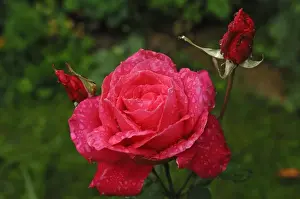 Waterdrops Prints: Rose (Rosa) Peter Frankenfeld, rose blossom with rain drops