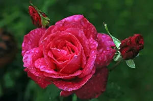 Waterdrops Prints: Rose (Rosa) Peter Frankenfeld, rose blossom with rain drops