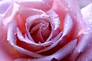 Images Dated 31st October 2011: Rose -Rosa-, scented rose, variety Provence, with dew drops, close-up