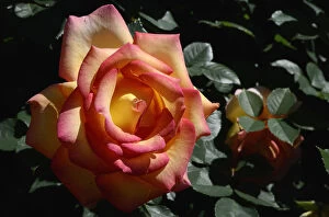 Rose -Rosa sp.-, flower, Moriani, Corsica, France, Europe