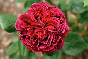 Flower Head Gallery: Rose -Rosa-, variety Falstaff, flower