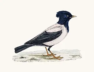 Starling Prints: Rose Starling Bird