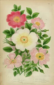 Romance Gallery: Rose, Sweetbriar and Rose Bush, Victorian Botanical Illustration