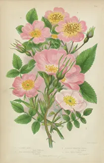 Rose, Sweetbriar and Rose Bush, Victorian Botanical Illustration